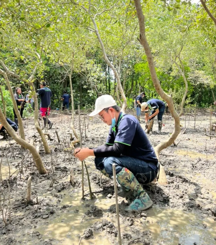 JLED plants mangrove forests in Chonburi Province. 4